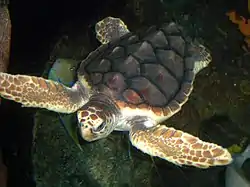 Caretta caretta