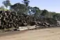 Troncos de fresnos de montaña. Los árboles viejos son con frecuencia huecos y solo sirven para serrín o pulpa.