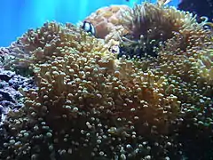 Euphyllia glabrescens en el Zoo de Londres.