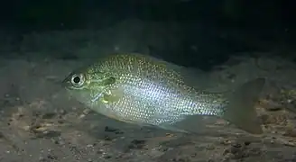 Lepomis megalotis