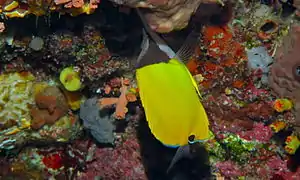 F. longirostris alimentándose en Bunaken, Sulawesi, Indonesia