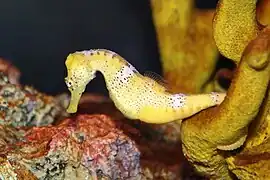 En el National Aquarium de Washington, Estados Unidos