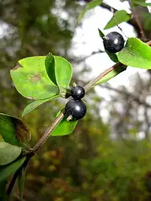 Bibaya en la madreselva, Lonicera japonica.