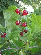 Frutos de Lonicera maackii.