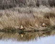 Pareja de patos crestones (Lophonetta specularioides).