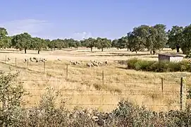 Dehesa en la comarca del Valle de los Pedroches, donde se encuentra el punto más septentrional de Andalucía.