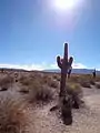 Tarde en el Parque nacional los Cardones