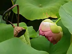 Frutos.El pedúnculo del fruto se dobla en 180º, produciéndose la maduración y el oscurecimiento del mismo (el pedúnculo de la flor fue girado para la foto).