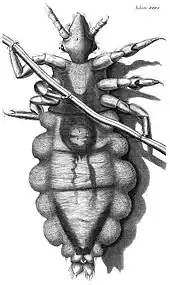 Diagrama de un piojo, Robert Hooke, 1667.