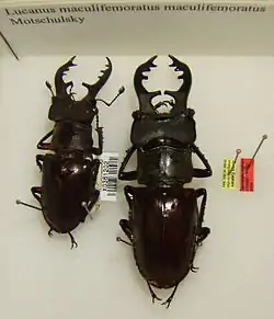 Lucanus maculifemoratus maculifemoratus