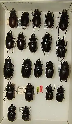 Lucanus placidus  variaciones