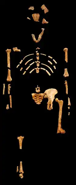 Lucy es el esqueleto de A. afarensis que cambió la idea de la evolución humana establecida hasta ese momento. Un bípedo con un cerebro de unos 410 cm³ y más de 3 millones de años de antigüedad. Podría decirse que el fósil más popular de la evolución humana.