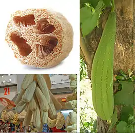 Luffa aegyptiaca.