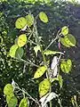 Silículas de Lunaria annua. Se observa el replum con las semillas adheridas.