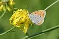 Lycaena dispar (Alemania)