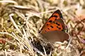 Lycaena phlaeas (Holanda)