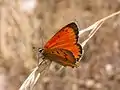 Lycaena virgaureae (España)