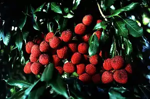 Litchi chinensis