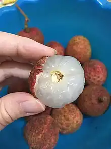 Litchi chinensis