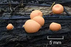 Lycogala epidendrum (Liceida)