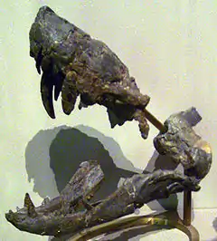 Cráneo de Lycosuchus, en el Museo de Historia Natural de Berlín