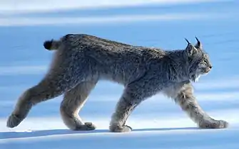 Lince del Canadá cerca de Whitehorse, Yukón