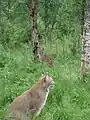 Lince en el Zoológico Polar, Bardu.