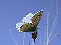 Lysandra bellargus (España)