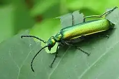 La cantárida, Lytta vesicatoria; su color verde metálico advierte de su toxicidad