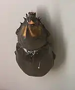 Dynastes satanas
