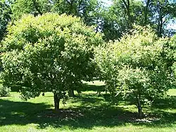 Amur maackia, pequeño árbol