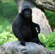 Un juvenil macaco negro crestado del Zoológico de Búfalo