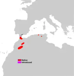 Distribución de M. sylvanus