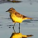 Machetornis rixosa Cattle Tyrant