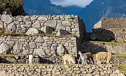 Llamas en Machu Picchu.