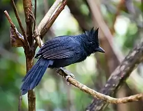 Mackenziaena severa - Tufted Antshrike