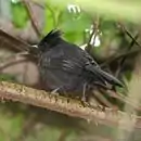 Mackenziaena severa - Tufted Antshrike