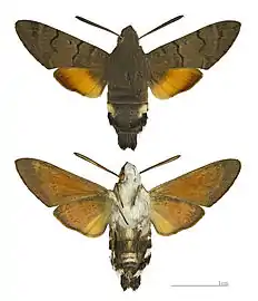 Macroglossum stellatarum