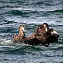 Petrel gigante común en Canal de Beagle - Tierra del Fuego - Argentina