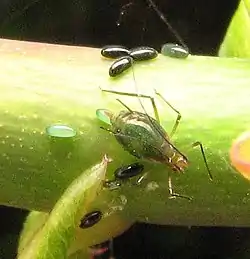 Macrosiphum depositando huevos en rosal