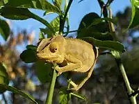 Camaleón en la rama de una planta de Madagascar