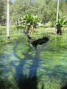 Águila pescadora de Madagascar.