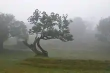 Grandes árboles en la niebla, con hierba entre ellos