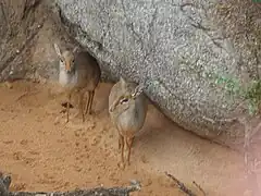 Pareja de Dik-diks de Kirk en invierno