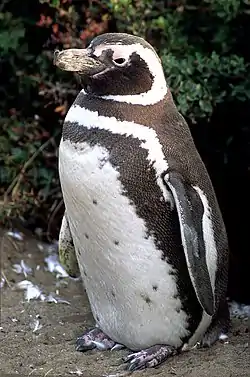 Pingüino de Magallanes (Spheniscus magellanicus).