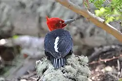 Carpintero negro patagónico.