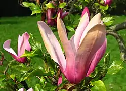 Magnolia liliiflora 'Nigra'.