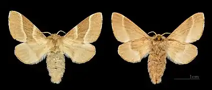 ♀