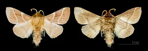 ♂