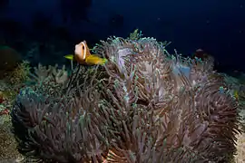 Amphiprion nigripes en H.magnifica, Maldivas